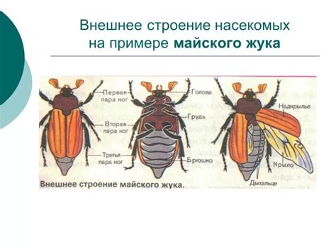 Определение и особенности майского жука