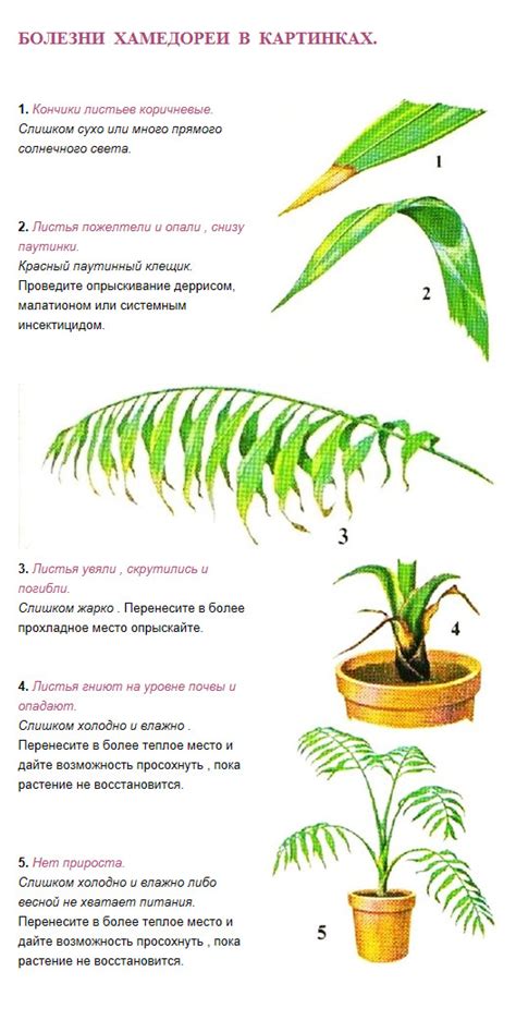 Определение и особенности хамедореи