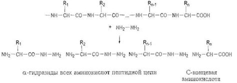 Определение и роль первичной структуры