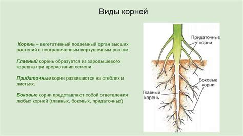 Определение корня