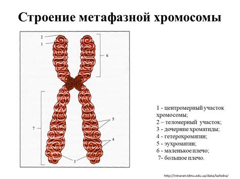 Определение мужских хромосом: работа генов и их влияние на проявление признаков