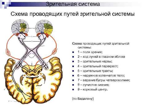 Определение наличия аномалий в развитии зрительной системы