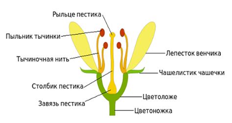 Определение необходимой высоты цветка в вазе