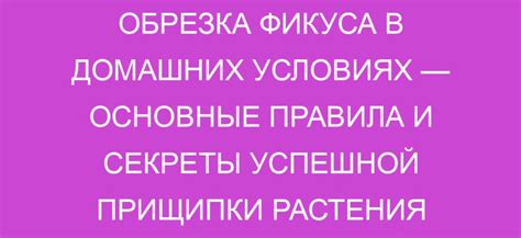 Определение оптимального момента обрезки фикуса: основные правила