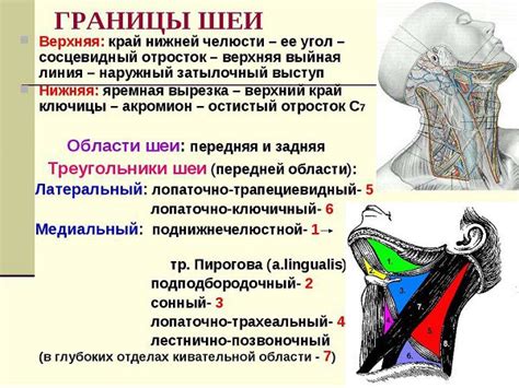 Определение первопричин потяжелевания шейных мышц