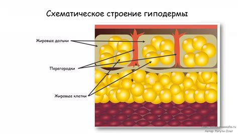 Определение подкожной жировой прослойки