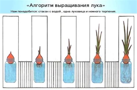 Определение подходящего времени для посадки стрелок лука