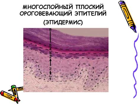 Определение понятия гистологии ткани