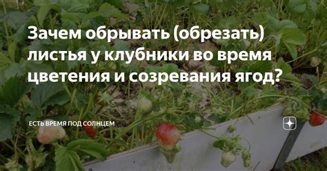 Определение по срокам цветения и созревания