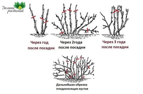 Определение правильного времени для обрезки кустов смородины