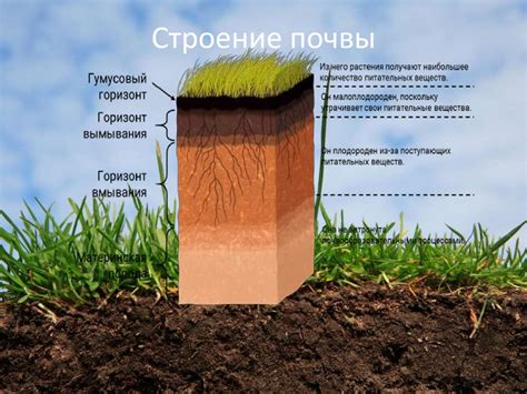 Определение правильного состава почвы и ее подготовка