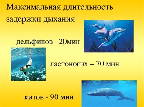 Определение предельной длительности задержки дыхания у китов