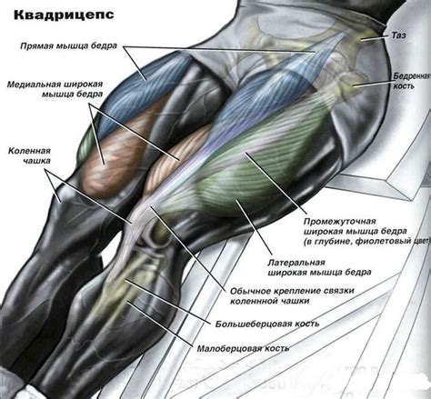 Определение пропорций ног