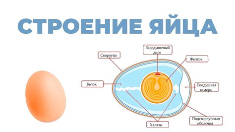 Определение размера и формы яйца