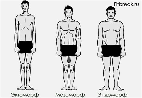 Определение телосложения мужчины в 3 типа