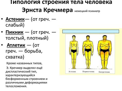 Определение типа телосложения