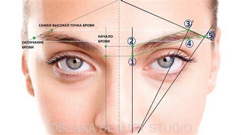 Определение точек начала, дуги и конца бровей