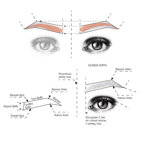 Определение формы и начертания бровей