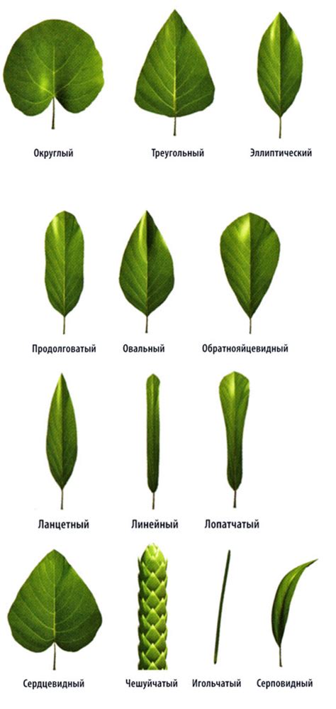 Определение формы и размера листа