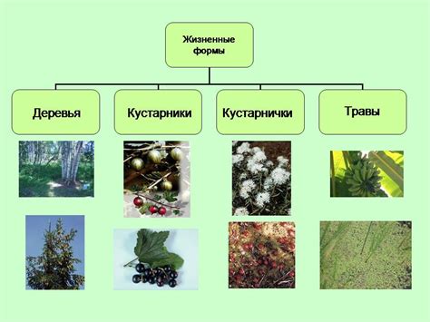 Определение формы растения