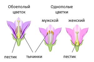 Определение формы цветка