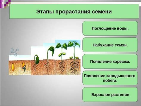 Определите зрелость семян перед сбором