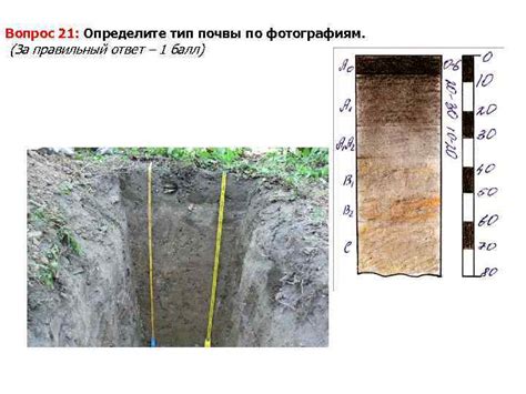 Определите тип почвы