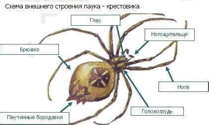 Определите цель и функциональность паука