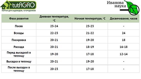 Оптимальная освещенность для бамбука