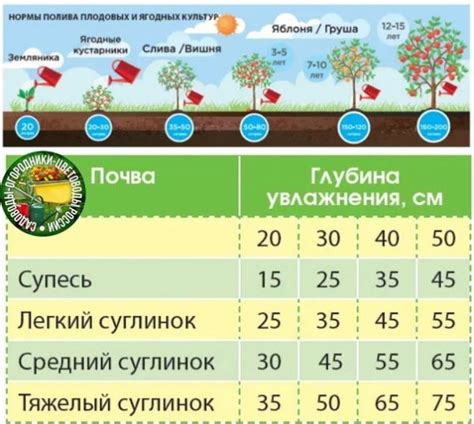 Оптимальная частота полива для плодовых деревьев