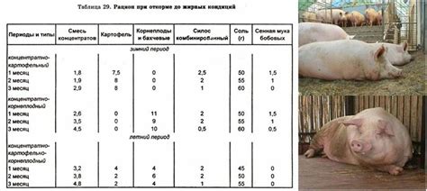 Оптимальное количество мяса и корма для кормления тамчаней гол