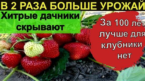 Оптимальные условия для успешного обновления клубники в октябре