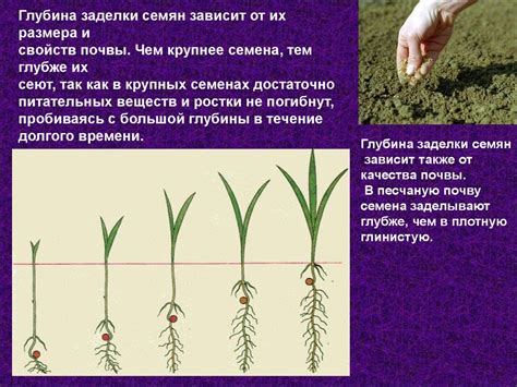 Оптимальные условия прорастания семян укропа