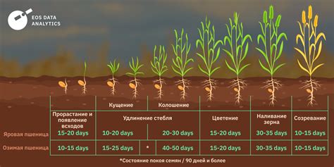 Оптимальный период выращивания пшеницы в садоводстве