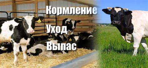 Оптимальный режим доения и ухода за коровами