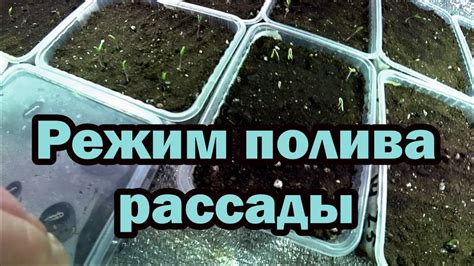 Оптимальный режим полива и освещения для рассады