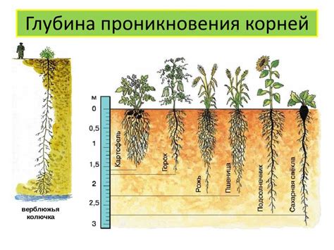 Оптимальный режим полива и удобрений