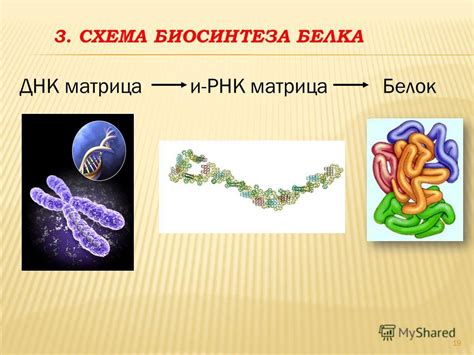 Оптимальный сон для оптимизации синтеза белка