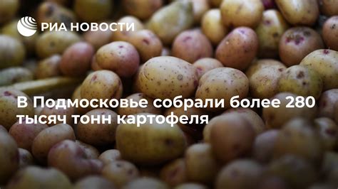 Оптимальный срок посадки картофеля в Подмосковье