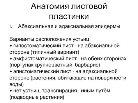 Оптимизация расположения устьиц