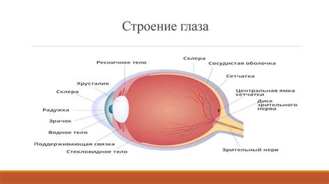 Оптические процессы в зрении