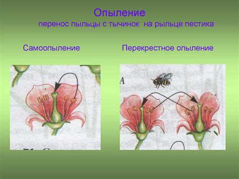 Опыление и распространение пыльцы