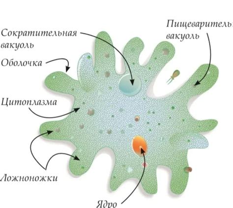 Органеллы движения у амебы