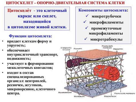 Органеллы цитоскелета