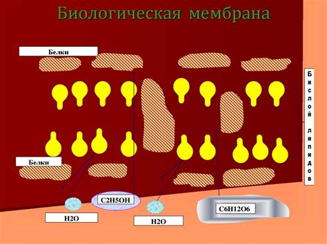 Организм человека и обработка этанола и глюкозы