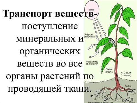 Органические материалы и разложение растений