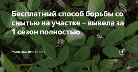 Органические рецепты борьбы со снытью