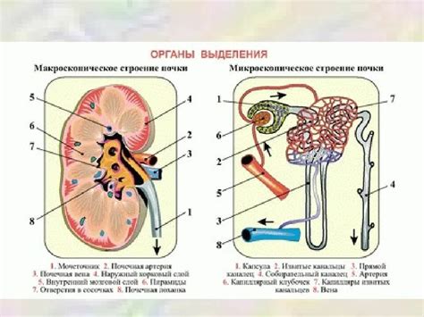 Органы выделительной системы