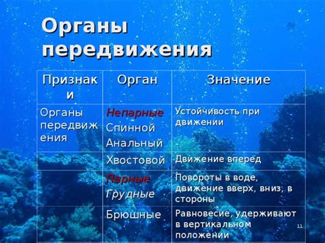 Органы для передвижения в воде