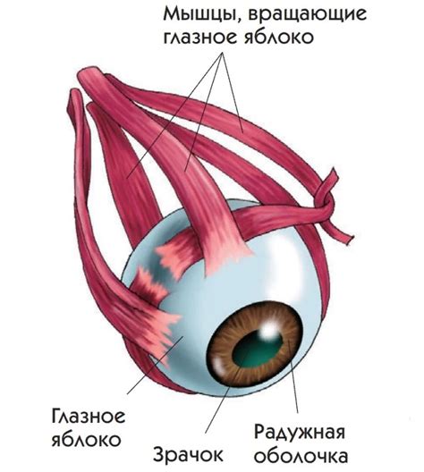 Органы зрения крыс: строение и функции